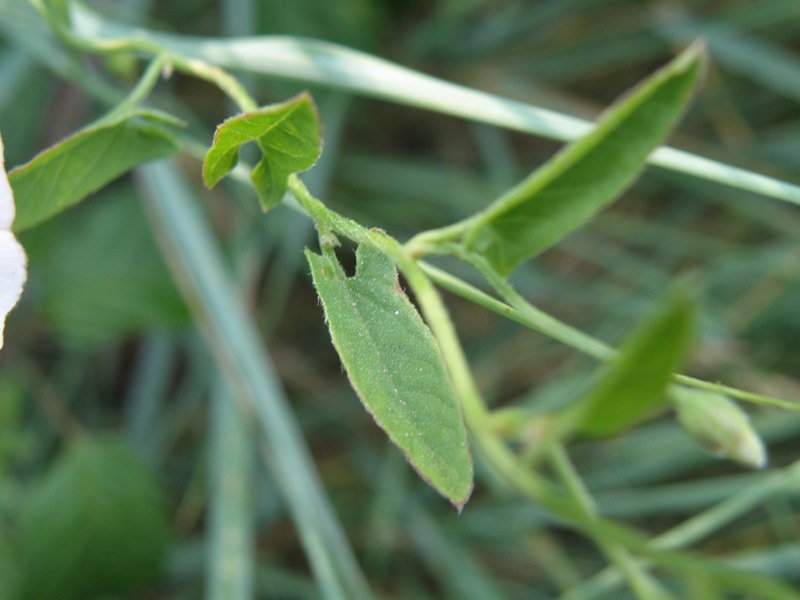 Convolvulus arvensis / Vilucchio comune