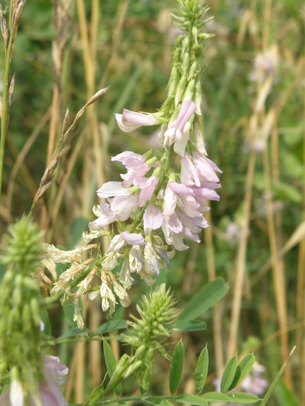 Galega officinalis / Capraggine