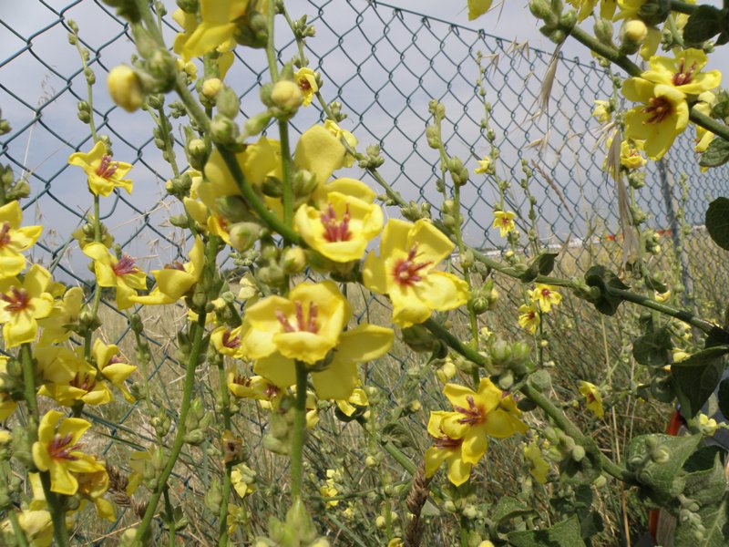 Verbascum sinuatum e Echium cfr.creticum