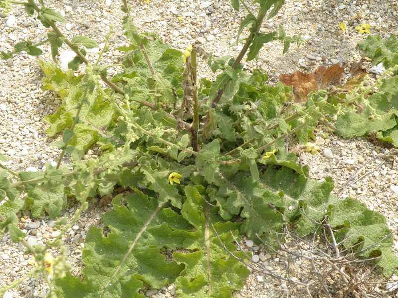 Verbascum sinuatum e Echium cfr.creticum