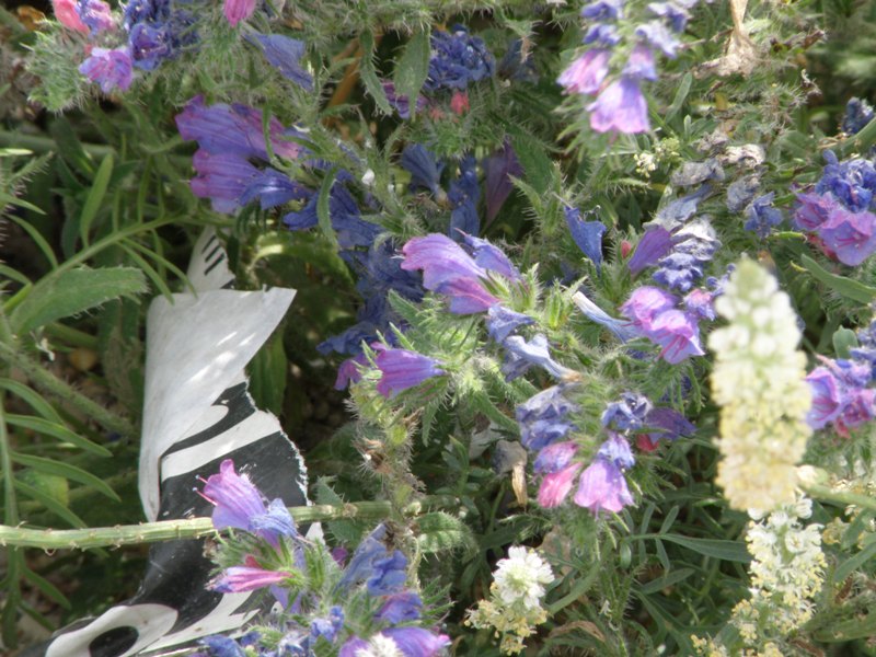 Verbascum sinuatum e Echium cfr.creticum