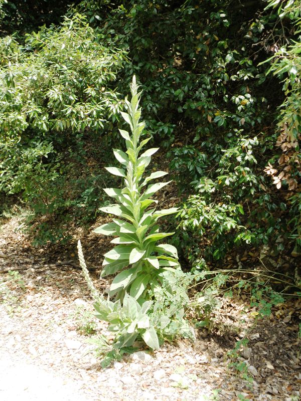 Verbascum thapsus L.