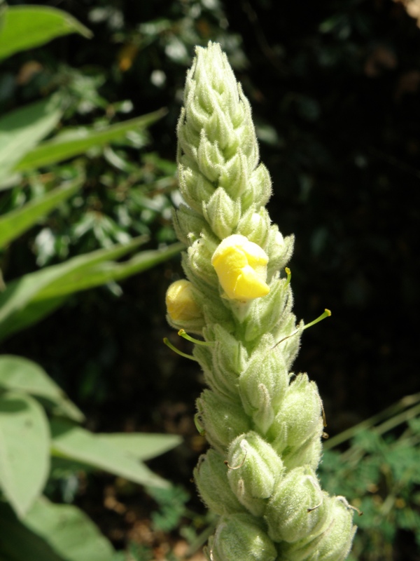 Verbascum thapsus L.