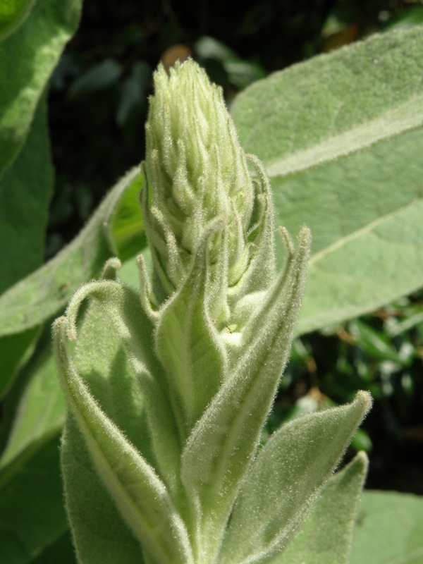 Verbascum thapsus L.