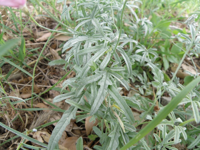 Convolvulus elegantissimus / Vilucchio elegantissimo