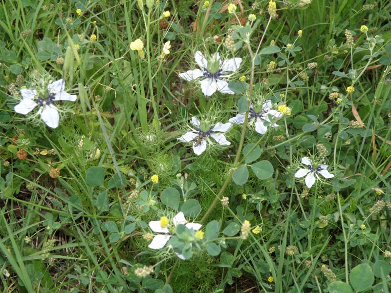 Nigella damascena / Damigella scapigliata