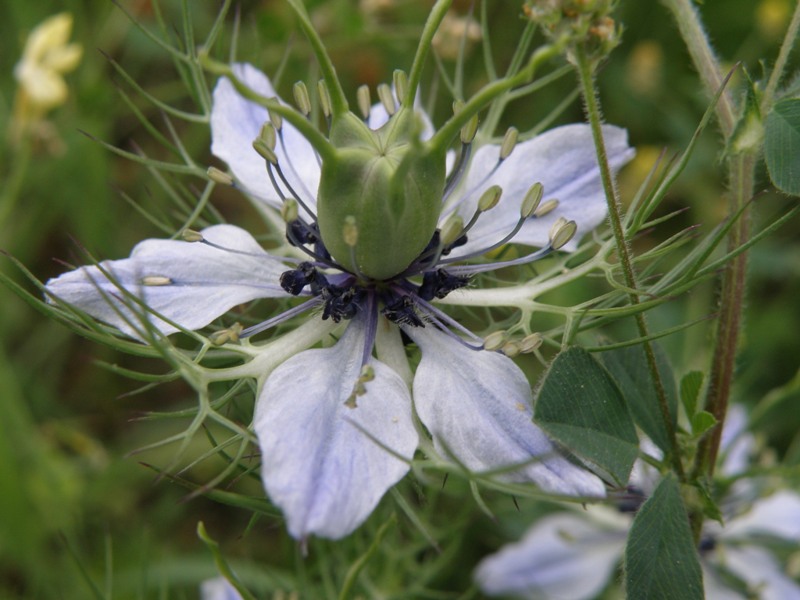 Nigella damascena / Damigella scapigliata
