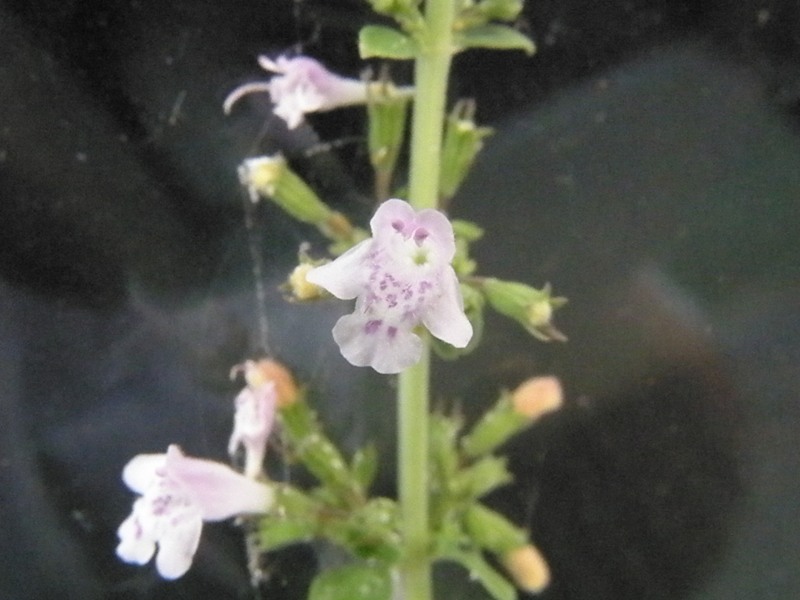 Calamintha nepeta