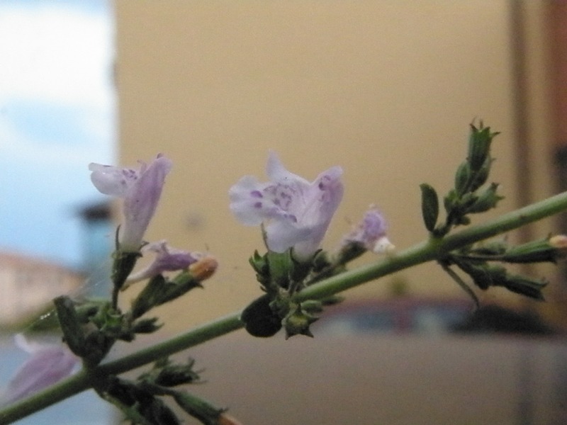 Calamintha nepeta