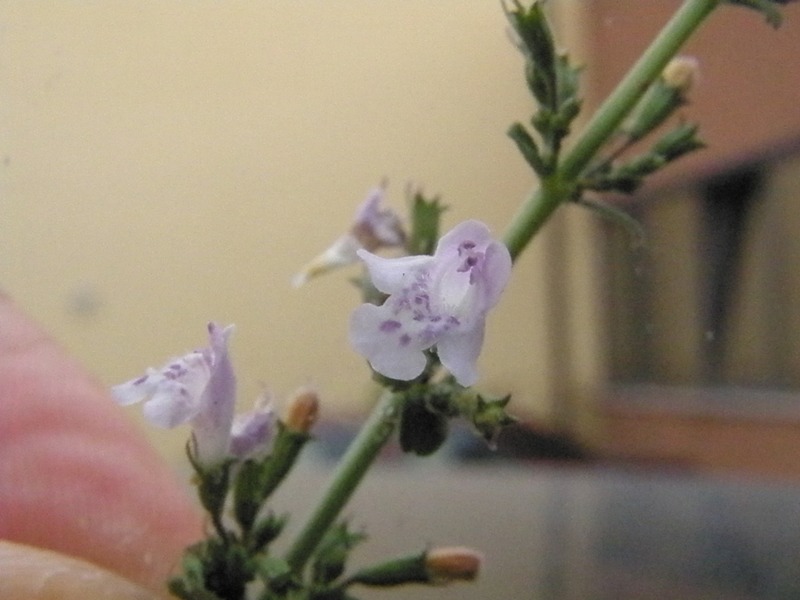 Calamintha nepeta