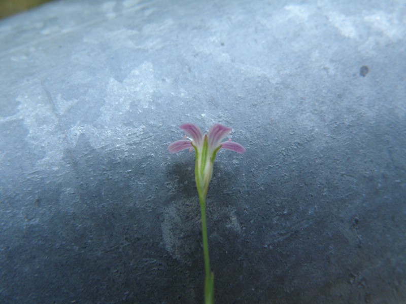 Petrorhagia saxifraga
