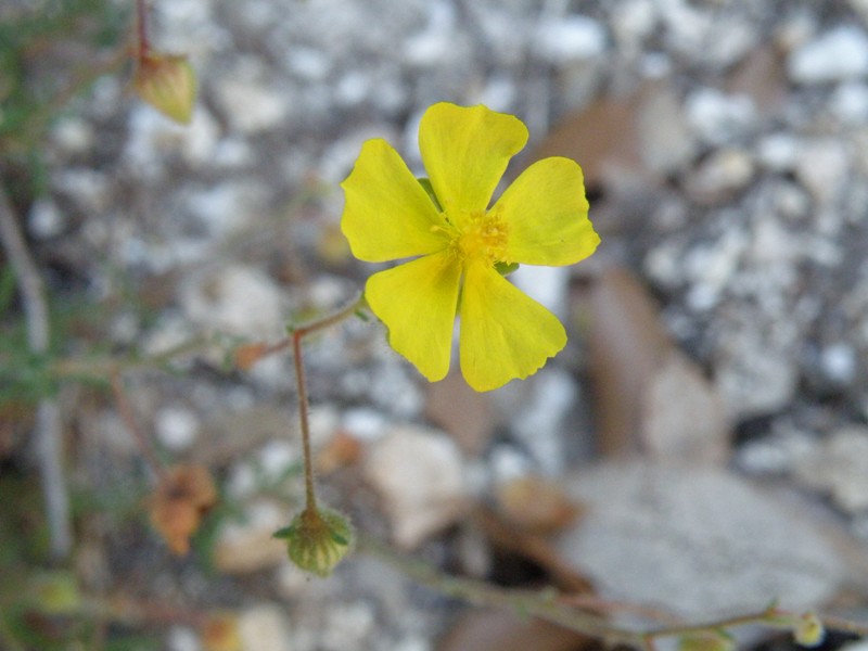 Fumana thymifolia