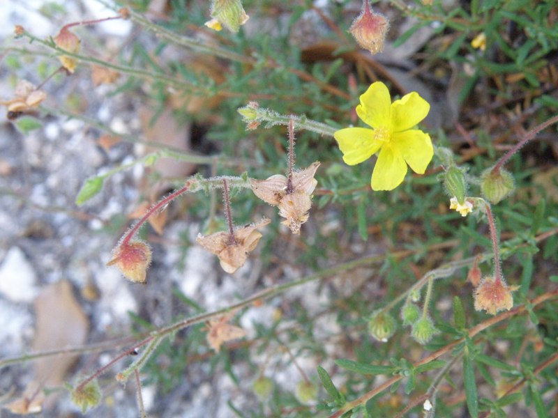 Fumana thymifolia