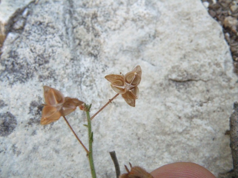 Fumana thymifolia