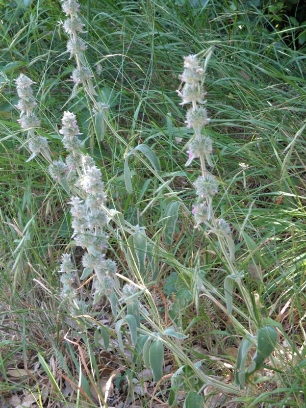 Stachys germanica