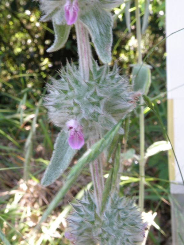 Stachys germanica