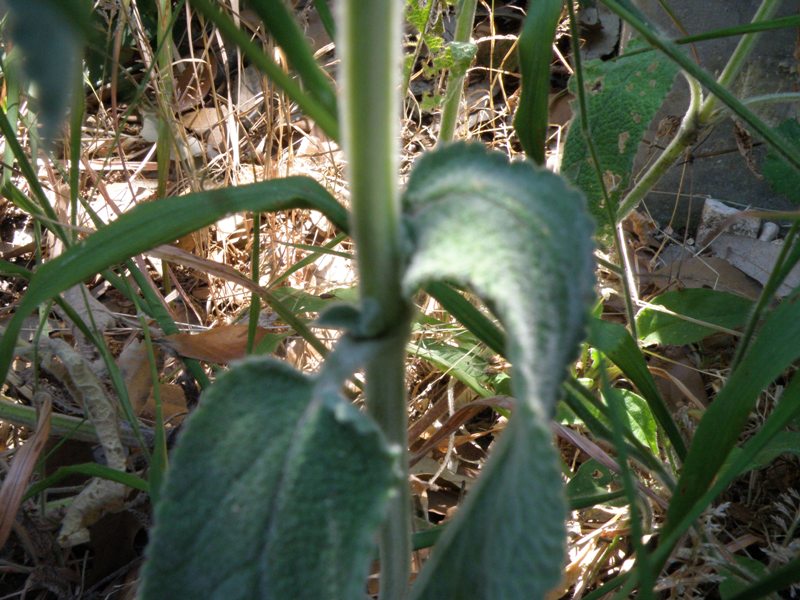 Stachys germanica