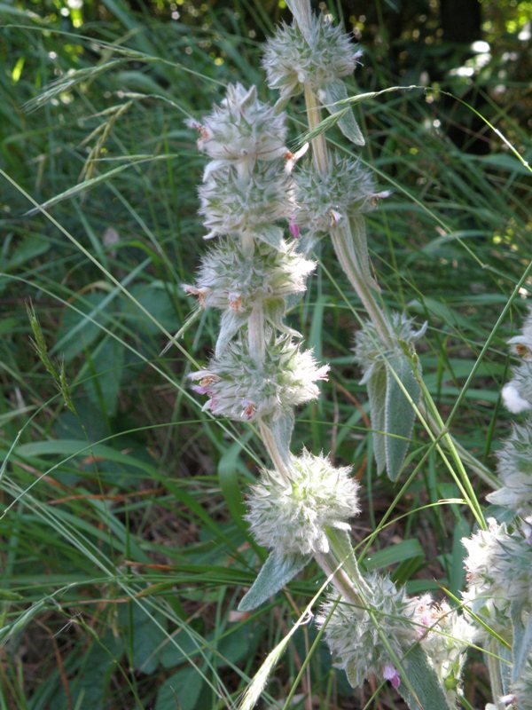 Stachys germanica