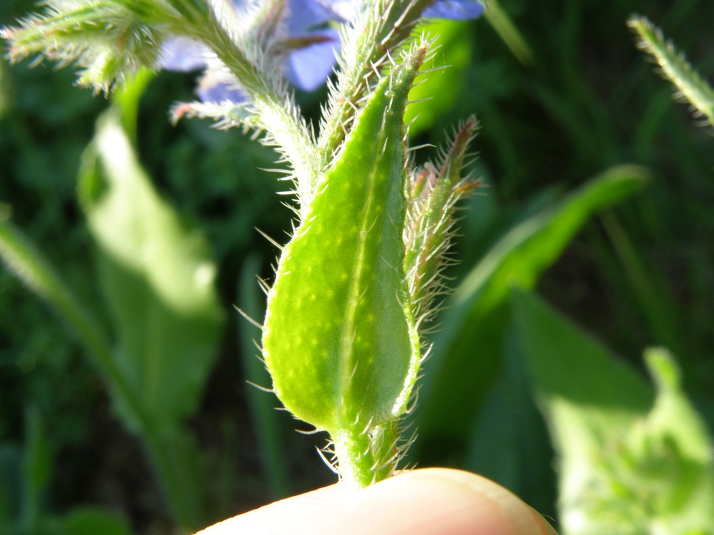 Anchusa azurea (=italica) / Buglossa azzurra