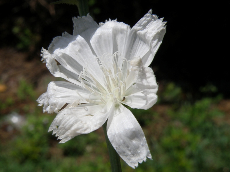 Albinismo in Cichorium intybus