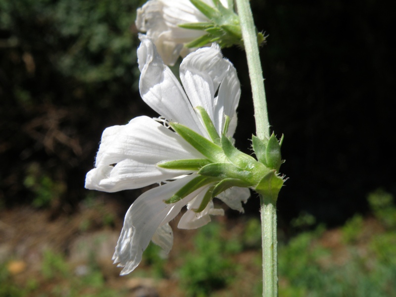 Albinismo in Cichorium intybus