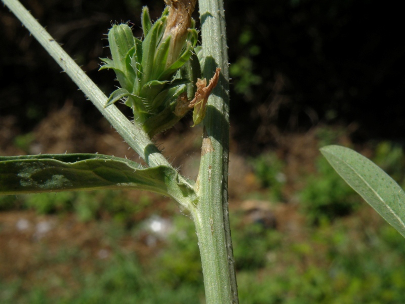 Albinismo in Cichorium intybus