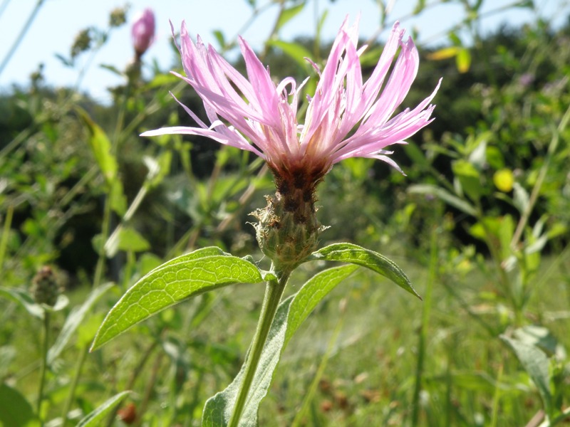 Centaurea nigrescens