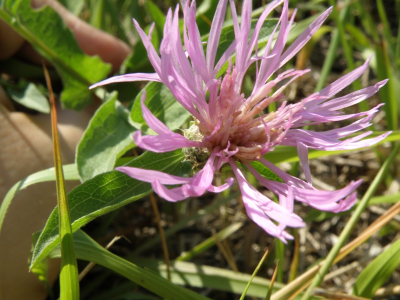 Centaurea nigrescens