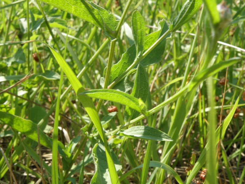 Centaurea nigrescens