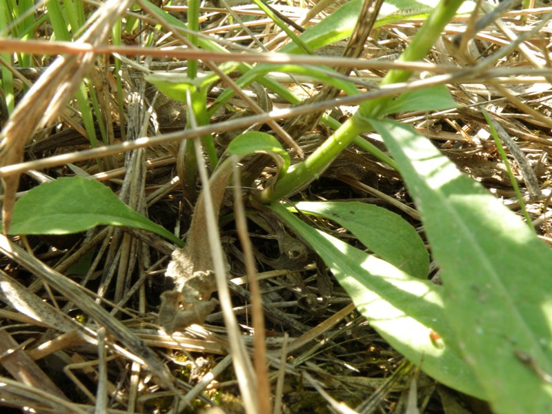 Centaurea nigrescens