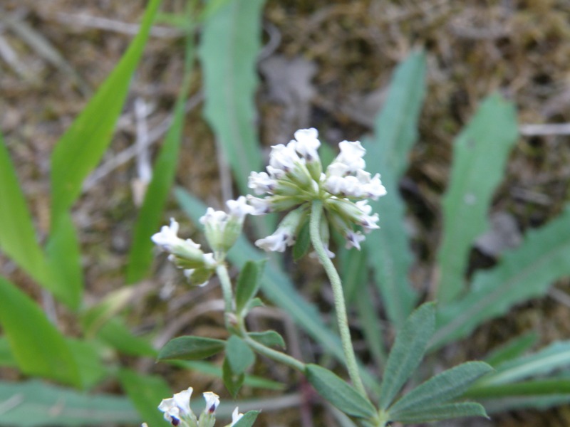 Lotus herbaceus (=Dorycnium herbaceum) / Trifoglino erbaceo
