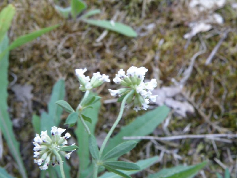 Lotus herbaceus (=Dorycnium herbaceum) / Trifoglino erbaceo