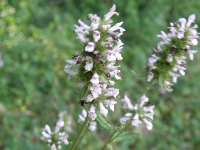 Stachys officinalis