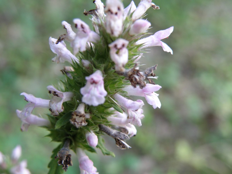 Stachys officinalis
