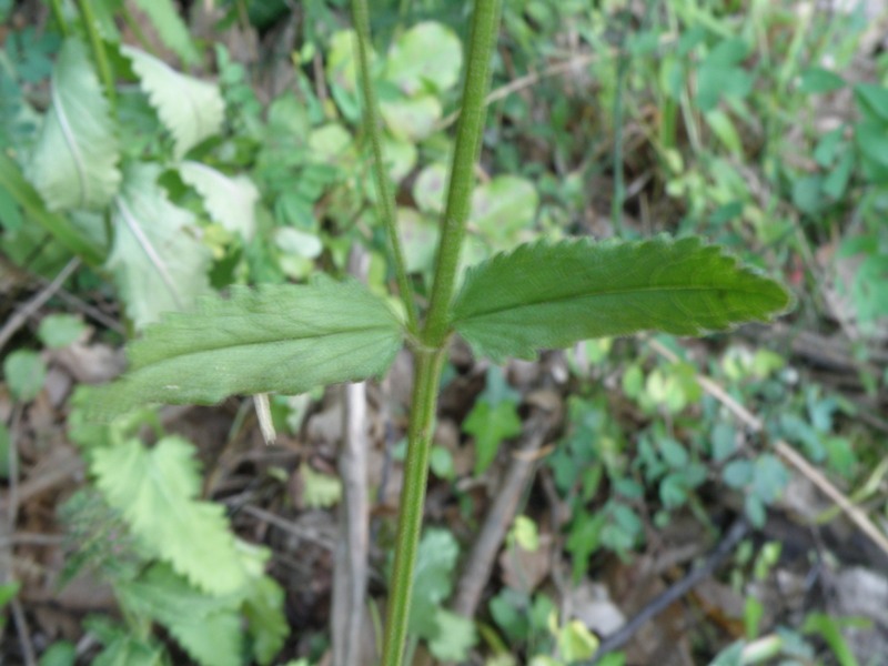 Stachys officinalis
