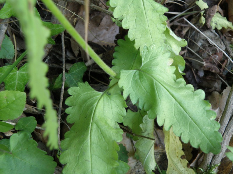 Stachys officinalis