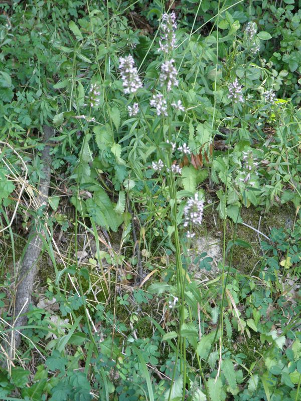 Stachys officinalis