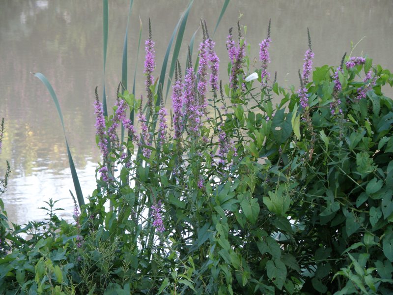 Lythrum salicaria /  Salcerella comune