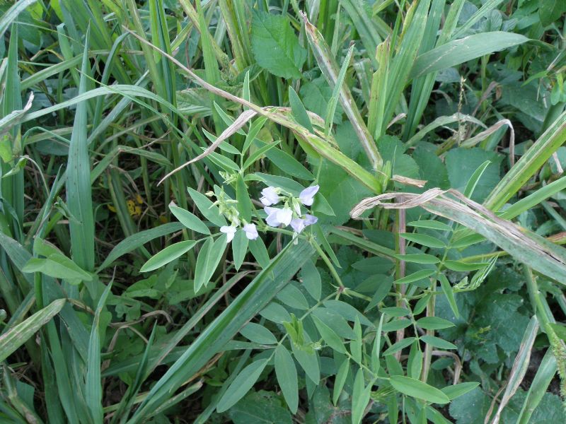 Galega officinalis / Capraggine