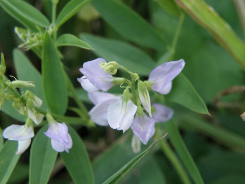 Galega officinalis / Capraggine