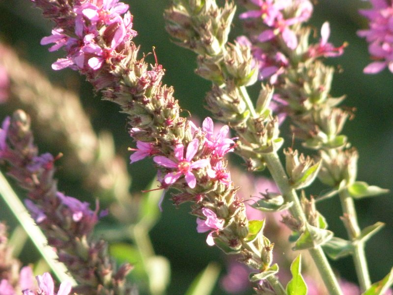 Lythrum salicaria /  Salcerella comune