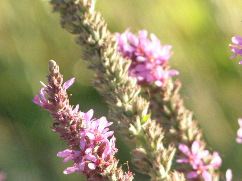 Lythrum salicaria /  Salcerella comune