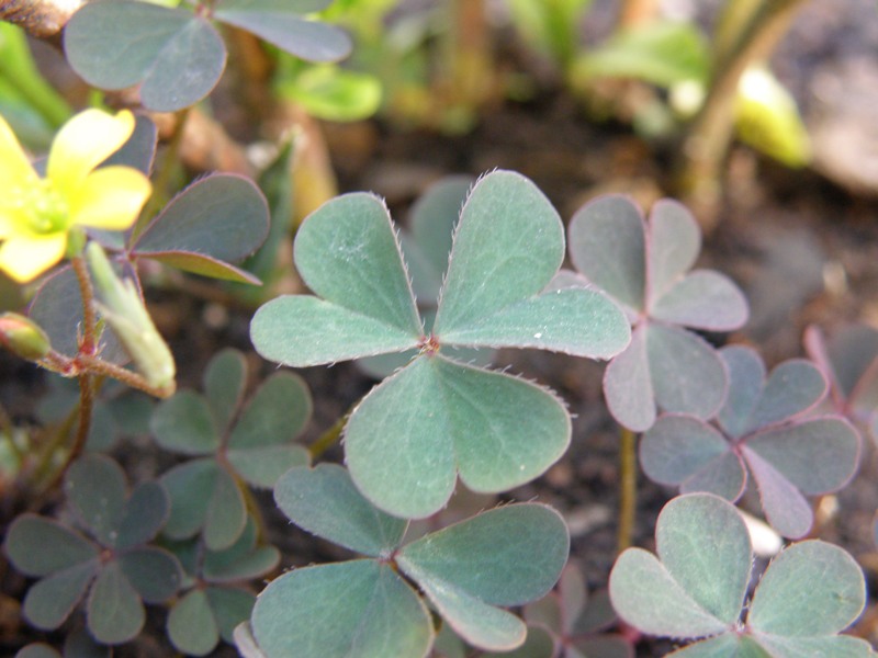 Oxalis corniculata