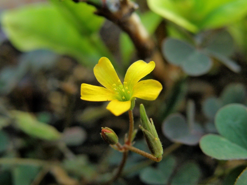 Oxalis corniculata