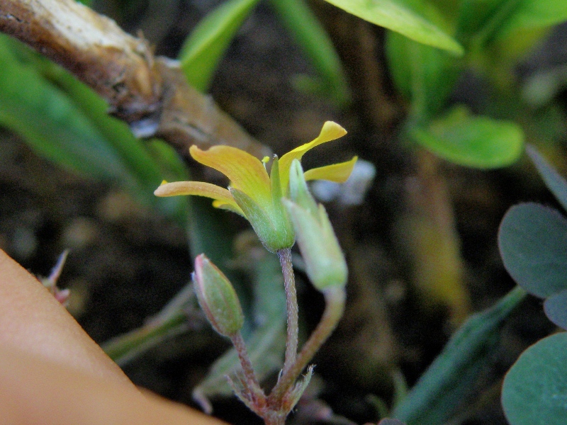 Oxalis corniculata