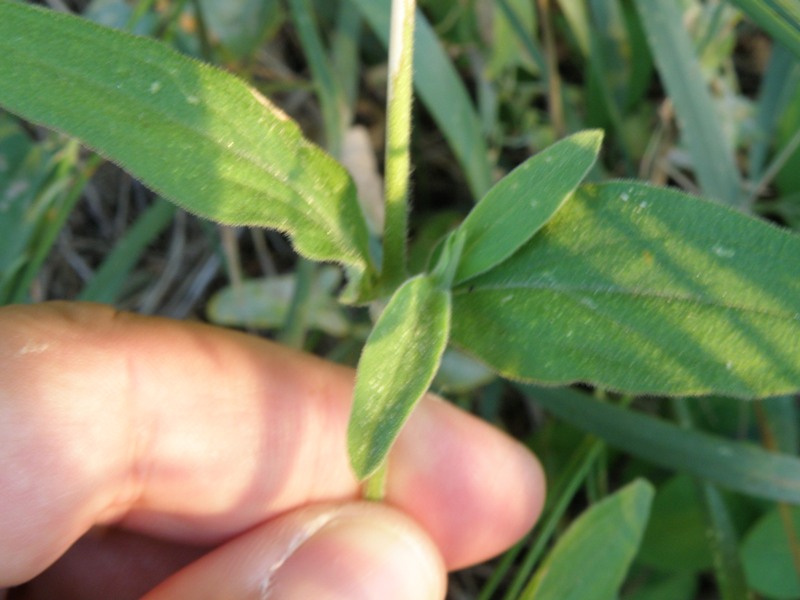 Silene latifolia
