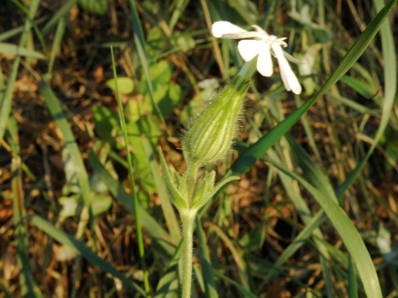 Silene latifolia