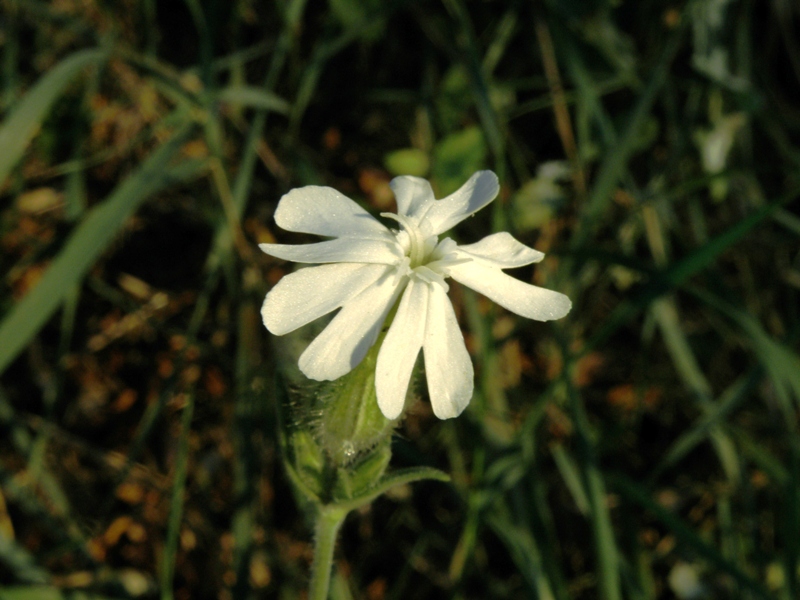 Silene latifolia