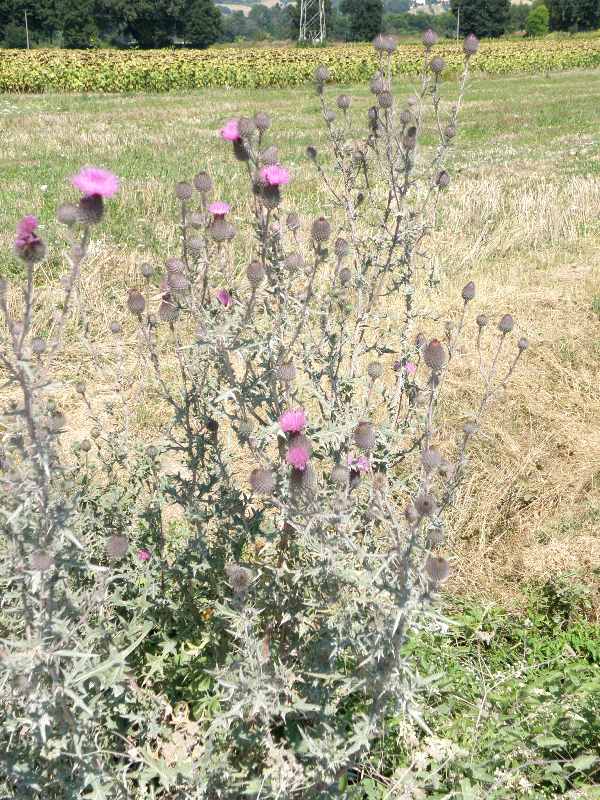 Cirsium vulgare / Cardo asinino