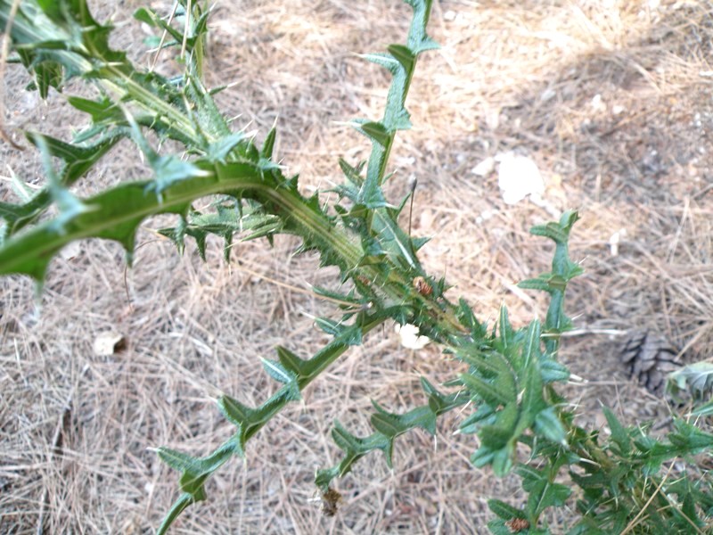 Cirsium vulgare